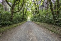 a road is lined with green trees and bushes along it that divide the two sides