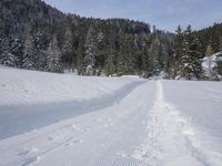 Road through Nature with Trees in Rural Germany