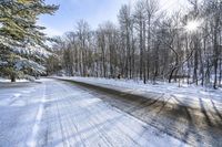 snow and the sun shine on a snowy road with trees in the background of the image