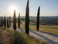 a road lined by tall trees with the sun behind them on a hillside in italy