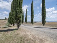 row of trees line a road on a clear day in the countryside of an italian village