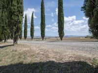 row of trees line a road on a clear day in the countryside of an italian village