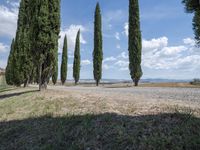 row of trees line a road on a clear day in the countryside of an italian village