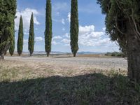 row of trees line a road on a clear day in the countryside of an italian village