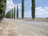 row of trees line a road on a clear day in the countryside of an italian village