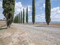 row of trees line a road on a clear day in the countryside of an italian village