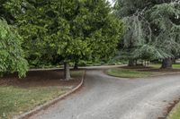 Road Through Forest: Daytime Landscape