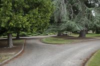 Road Through Forest: Daytime Landscape