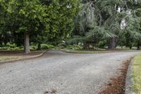 Road Through Forest: Daytime Landscape