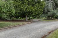 Road Through Forest: Daytime Landscape