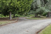 Road Through Forest: Daytime Landscape