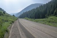 a dirt road through a dense forest in the mountains of colorados in a summer day