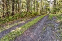 Road Through the Temperate Forest in Washington
