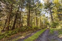 Road Through the Temperate Forest in Washington