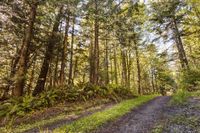 Road Through the Temperate Forest in Washington