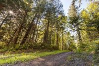 Road Through the Temperate Forest in Washington