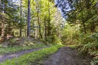 Road Through the Temperate Forest in Washington