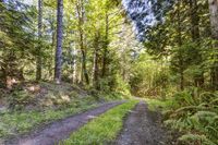 Road Through the Temperate Forest in Washington