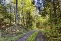 Road Through the Temperate Forest in Washington