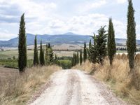 Straight Down the Road Through Tuscany, Italy