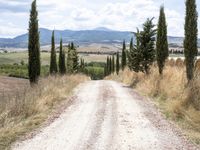 Straight Down the Road Through Tuscany, Italy