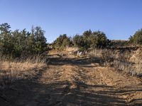 a large black dog walking down a dirt road towards the woods and plants with a person in a blue shirt