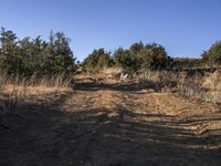 a large black dog walking down a dirt road towards the woods and plants with a person in a blue shirt