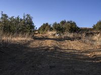 a large black dog walking down a dirt road towards the woods and plants with a person in a blue shirt