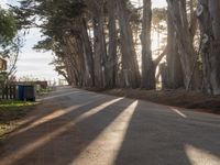 trees line a road with the sun shining behind them and there are a few people riding bicycles