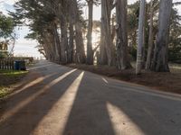 trees line a road with the sun shining behind them and there are a few people riding bicycles