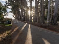 trees line a road with the sun shining behind them and there are a few people riding bicycles