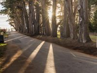 trees line a road with the sun shining behind them and there are a few people riding bicycles