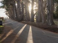 trees line a road with the sun shining behind them and there are a few people riding bicycles