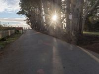 trees line a road with the sun shining behind them and there are a few people riding bicycles