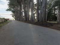 trees line a road with the sun shining behind them and there are a few people riding bicycles