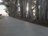 trees line a road with the sun shining behind them and there are a few people riding bicycles