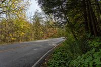 Road Surrounded by Vegetation in Ontario, Canada