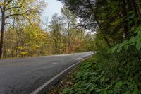 Road Surrounded by Vegetation in Ontario, Canada