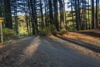 the road in the woods is quiet and empty for people to travel by himself or from their home