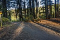 the road in the woods is quiet and empty for people to travel by himself or from their home