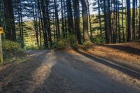 the road in the woods is quiet and empty for people to travel by himself or from their home