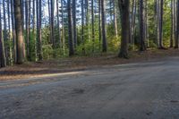 this is a road in the woods, that is surrounded by a lot of trees