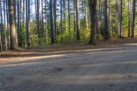 this is a road in the woods, that is surrounded by a lot of trees