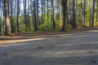 this is a road in the woods, that is surrounded by a lot of trees