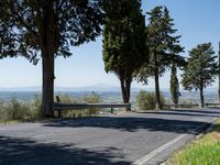 trees along the road at the mountainside with a bench in front of it and green grass to the side of the roadway