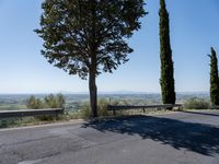 trees along the road at the mountainside with a bench in front of it and green grass to the side of the roadway