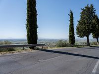 trees along the road at the mountainside with a bench in front of it and green grass to the side of the roadway