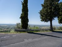 trees along the road at the mountainside with a bench in front of it and green grass to the side of the roadway