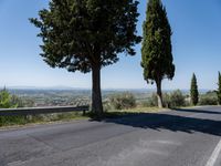 trees along the road at the mountainside with a bench in front of it and green grass to the side of the roadway