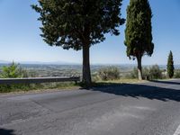 trees along the road at the mountainside with a bench in front of it and green grass to the side of the roadway